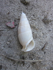 Rhinoclavis vertagus