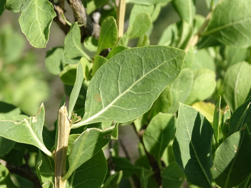 Namibian Honeythorn