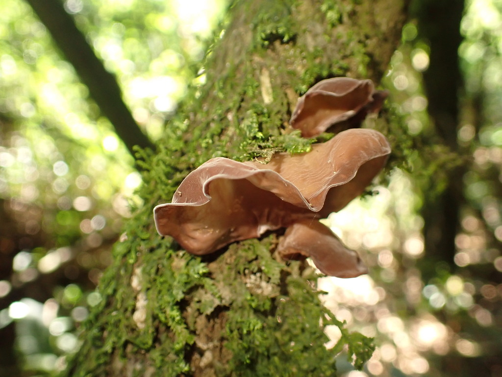 Auricularia fuscosuccinea · March 2024 · photo: © agujaceratops (iNaturalist, cc0)