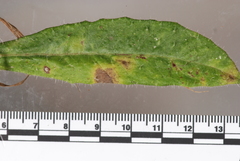 Ramularia helminthiae