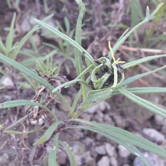 Senecio inaequidens