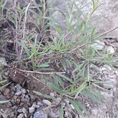 Senecio inaequidens