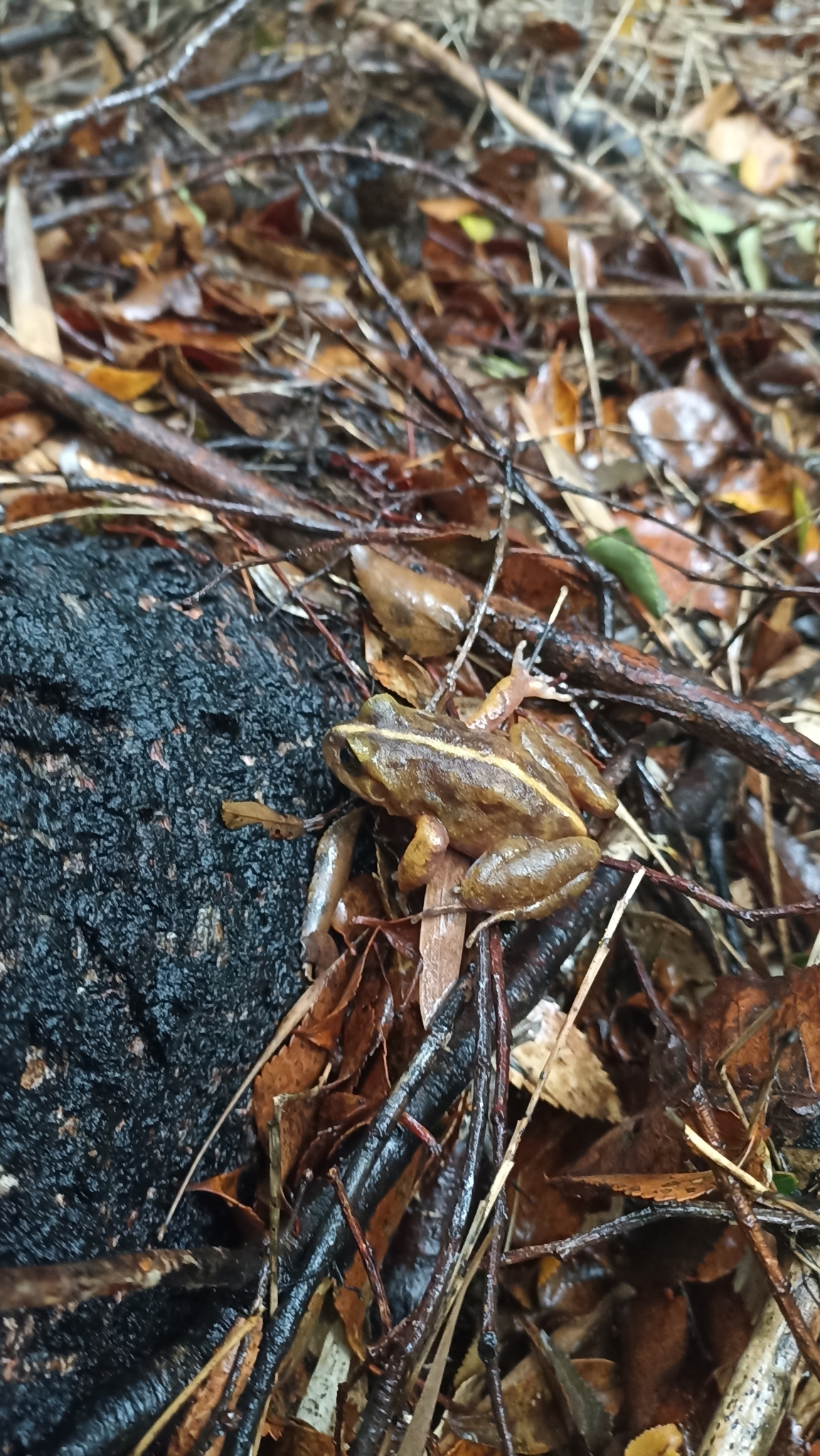 Eupsophus emiliopugini Formas, 1989