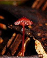 Mycena toyerlaricola