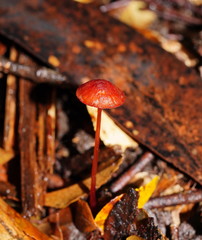 Mycena toyerlaricola