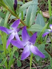 Vinca herbacea