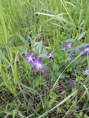 Vinca herbacea