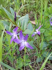 Vinca herbacea