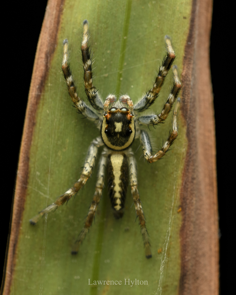 Telamonia caprina