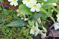 Dactylorhiza fuchsii