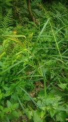 Scleria terrestris
