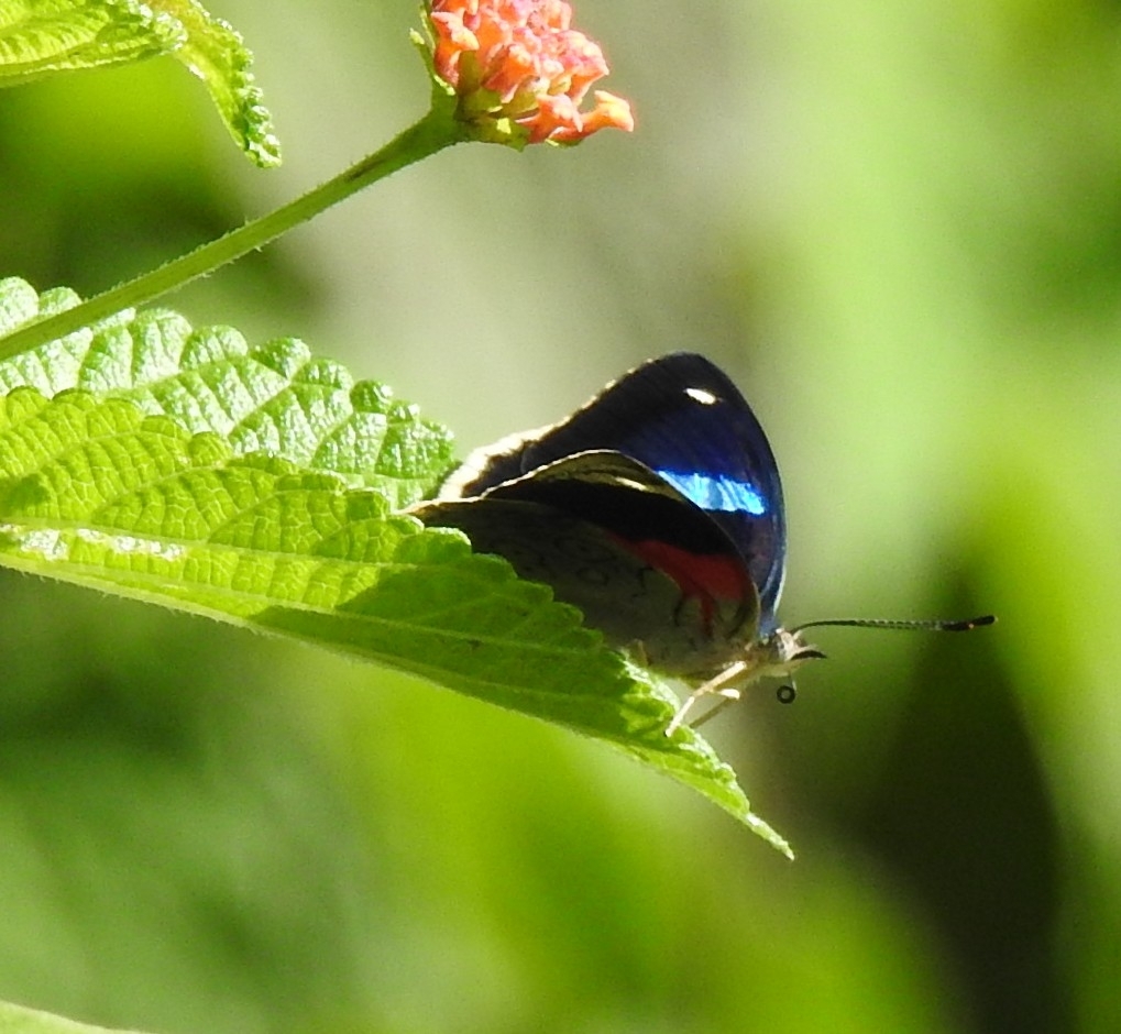 Diaethria ceryx image