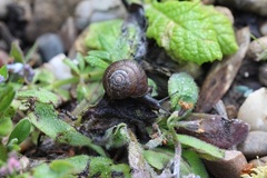 Trochulus striolatus