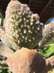Kalanchoe tomentosa