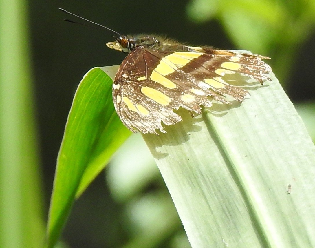 Siproeta stelenes image