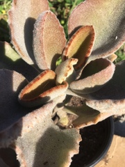Kalanchoe tomentosa