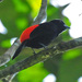 Cherrie's Tanager - Photo (c) Jerry Oldenettel, some rights reserved (CC BY-NC-SA)