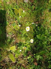 Bellis perennis