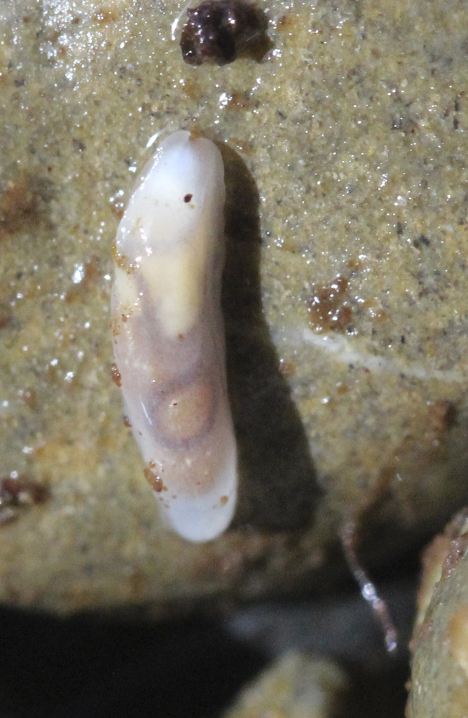 Ear-shaped Snails