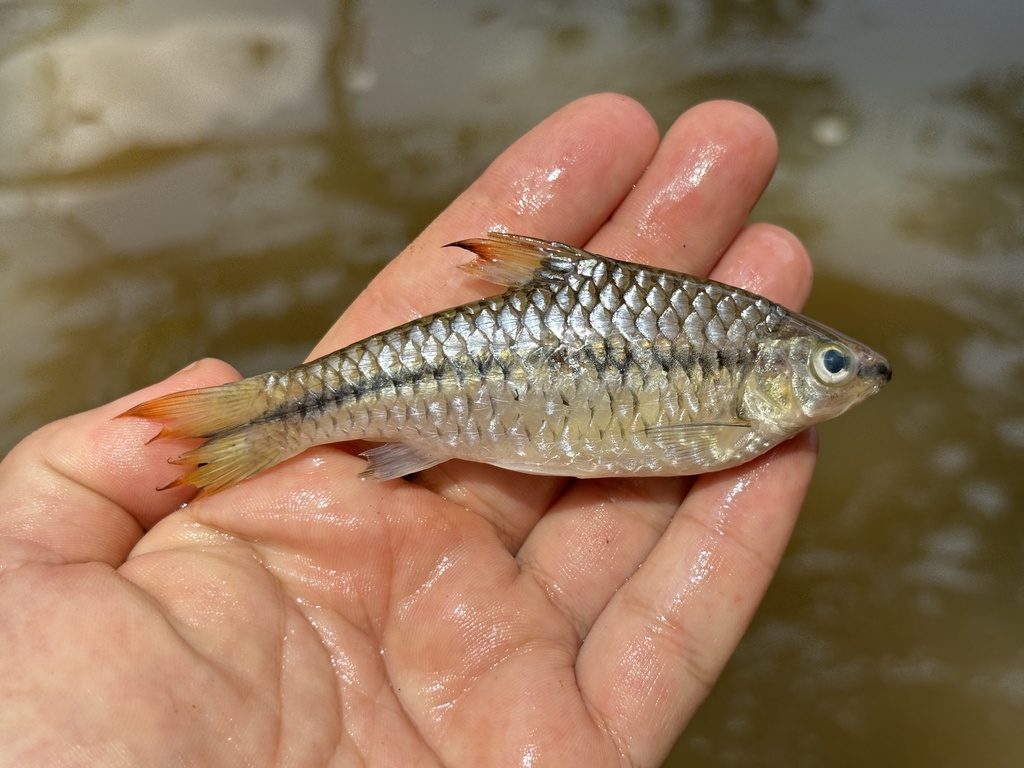 Martorell's barb (Enteromius martorelli) — Cyprinidae