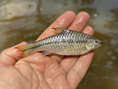 Martorell's barb (Enteromius martorelli) — Cyprinidae