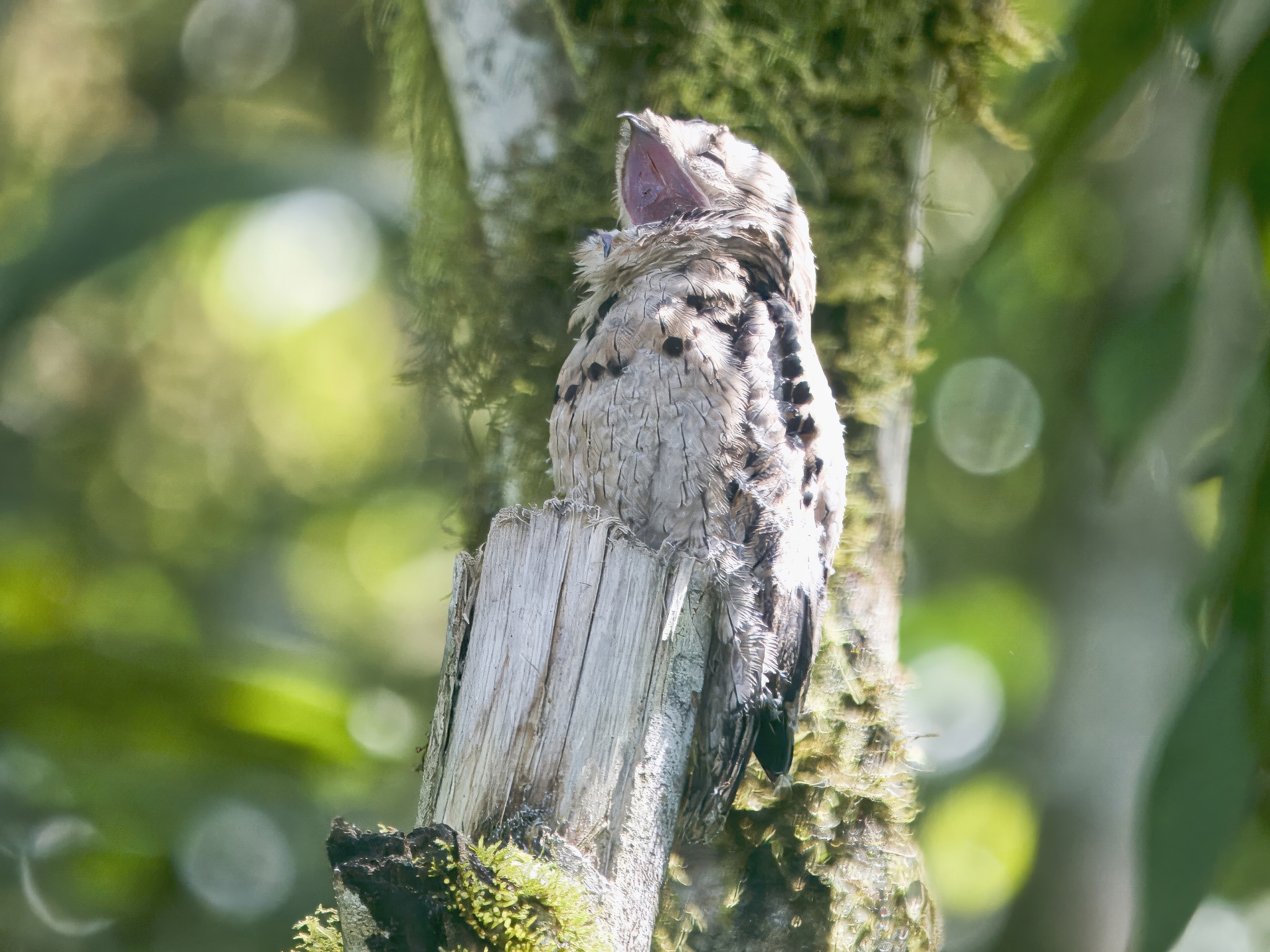 Common Potoo illustration