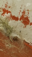 Cryptachaea veruculata
