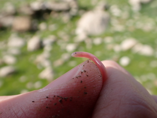 Hook-snouted worm snake
