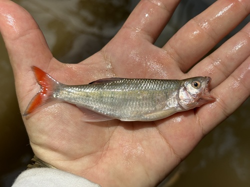 Ubangi minnow (Opsaridium ubangiense) — Cyprinidae — 3