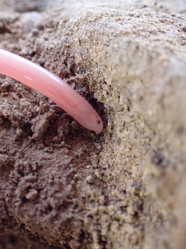 Hook-snouted worm snake