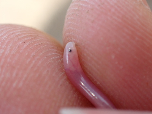Hook-snouted worm snake