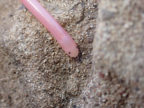 Hook-snouted worm snake