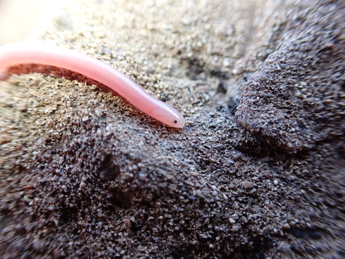 Hook-snouted worm snake