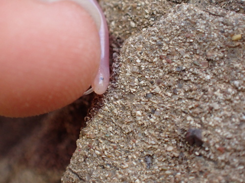 Hook-snouted worm snake