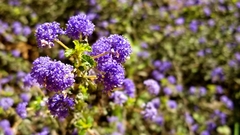 Ceanothus foliosus