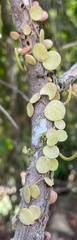 Peperomia rotundifolia image