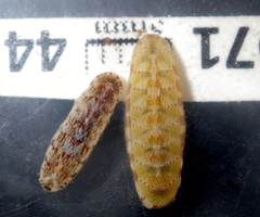 Stenochiton cymodocealis