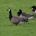 Cackling × Barnacle Goose - Photo (c) thegreatdodo, some rights reserved (CC BY-NC), uploaded by thegreatdodo
