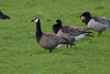 Cackling × Barnacle Goose - Photo (c) thegreatdodo, some rights reserved (CC BY-NC), uploaded by thegreatdodo