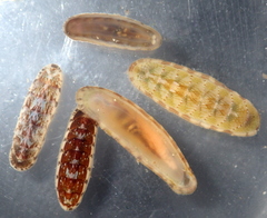Stenochiton cymodocealis