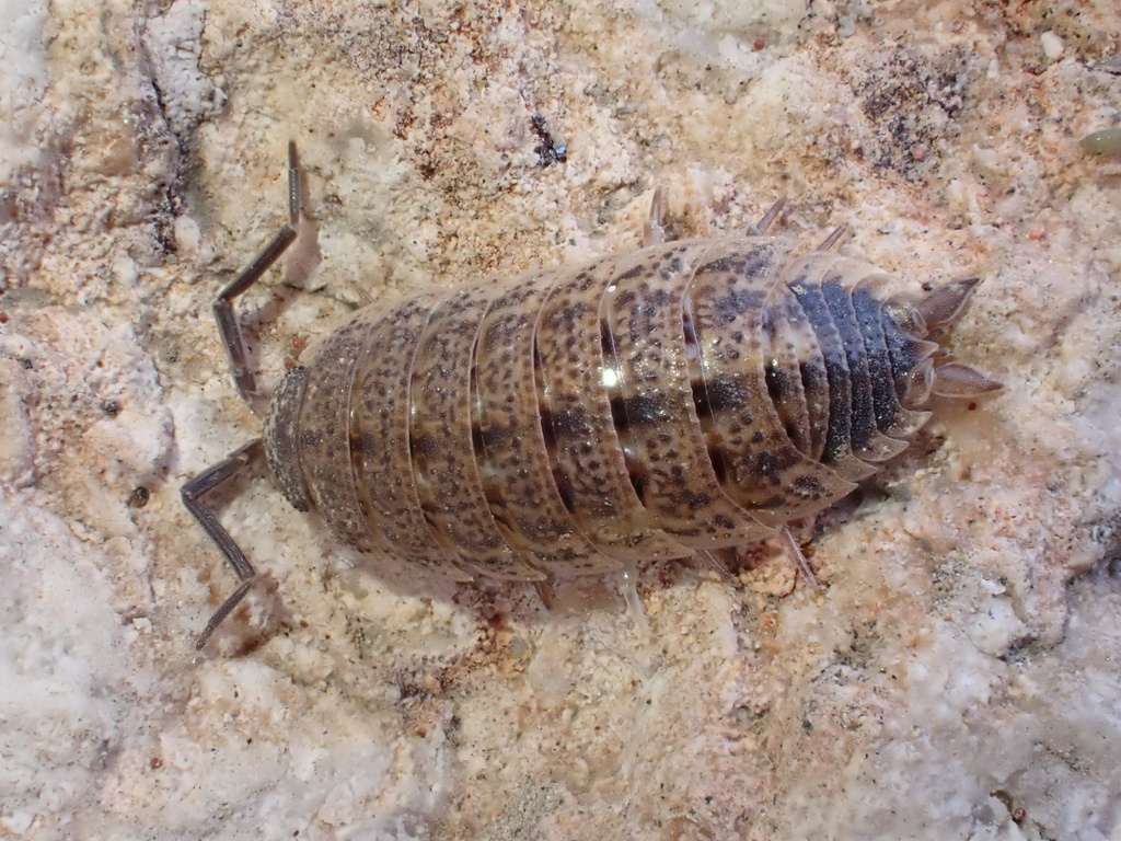 Porcellio evansi