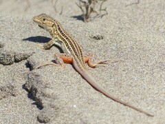 Spiny-Footed Lizard photo 3