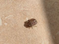 Dyroderes umbraculatus