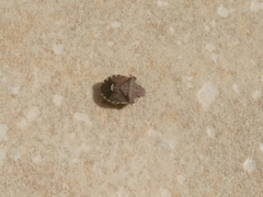Dyroderes umbraculatus