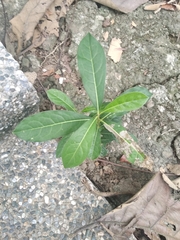 Pittosporum pentandrum