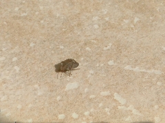 Dyroderes umbraculatus