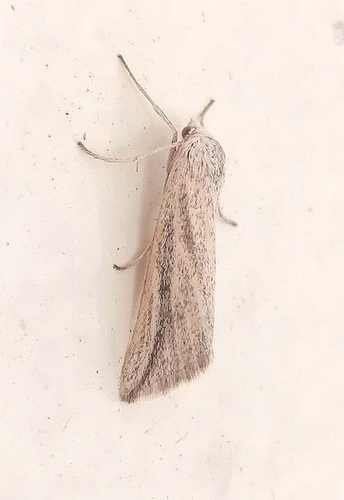 Microligia dolosa
