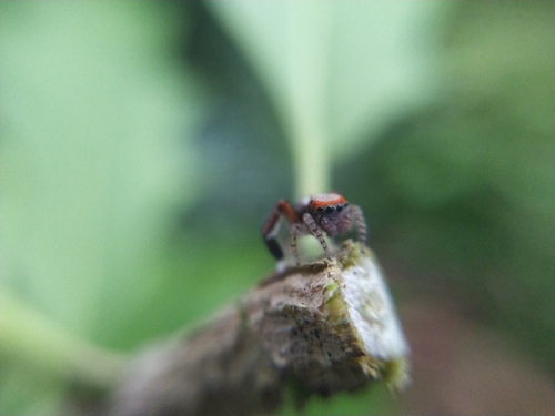 Beardfooted spider, Noord-Brabant, NL, photo 9 of 10