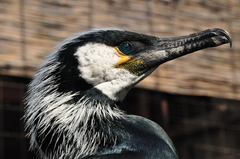 Japanese Cormorant photo 4