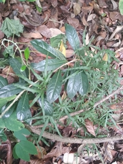 Pittosporum pentandrum